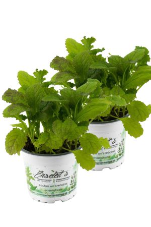 2er Set  Blattsenf Pflanze, BRASSICA JUNCEA, Aus Nachhaltigem Anbau!