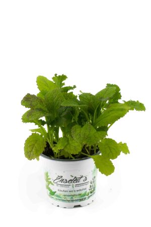  Blattsenf Pflanze, BRASSICA JUNCEA, Aus Nachhaltigem Anbau!