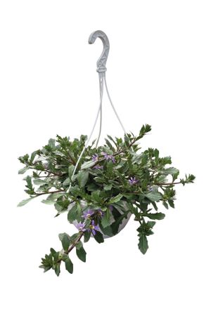 Sommerblumen Ampel Scaevola, blaue Fächerblume