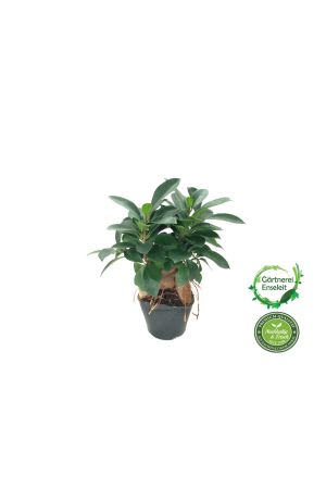 Ficus Ginseng, Bonsai, Bonsaibaum, Gummibaum