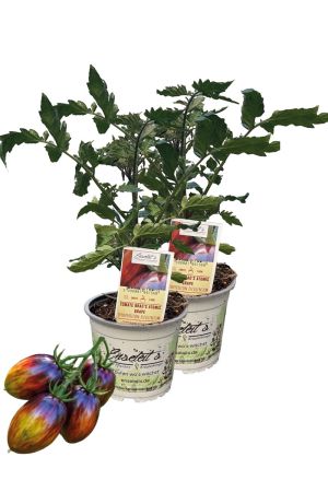 2x Tomaten-Rarität 'Brad's Atomic Grape' - Farbenwunder