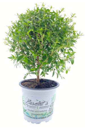 Braut - Myrte Myrtus communis, Brautmyrte Pflanze