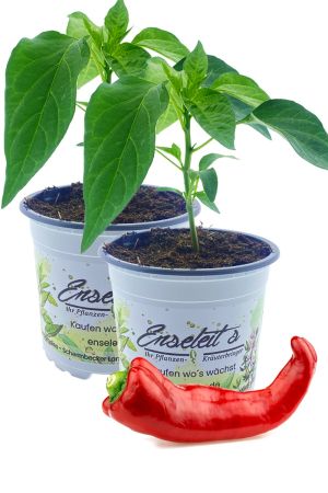 2x "Bullhorn"-Peperoni im Doppelpack, extrem große Chili, Capsicum Annuum im Topf frisch aus der Gärtnerei Enseleit 