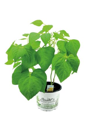 Buschbohnen Pflanze im 12cm Topf, Wachsbohnen, Butterbohnen aus Nachhaltigem Anbau 