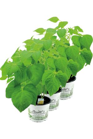 3er Set Buschbohnen Pflanze im 12cm Topf, Wachsbohnen, Butterbohnen aus Nachhaltigem Anbau 