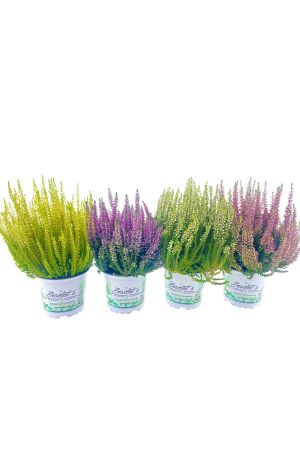 4er Callunen Mix Set, Besenheide, Winterheide, Calluna Vulgaris,  Beauty Ladys