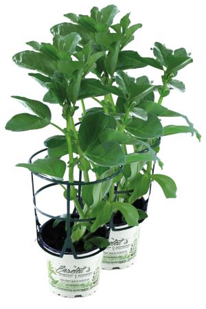 2er Set Dicke Bohnen Pflanze (Ackerbohne) im 12cm Topf aus Nachhaltigem Anbau 