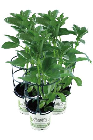 3er Set Dicke Bohnen Pflanze (Ackerbohne) im 12cm Topf aus Nachhaltigem Anbau 