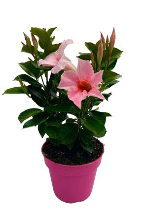 Dipladenia Sundaville, mediterrane Kletterpflanze, Rosa im 13 cm  Topf