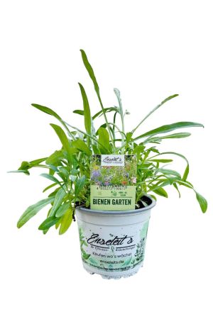 Bienen Garten - Bunte Blumenmischung im Topf