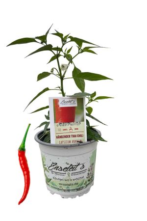 Hängender Thai Chili - Chili Pflanze aus der Gärtnerei Enseleit