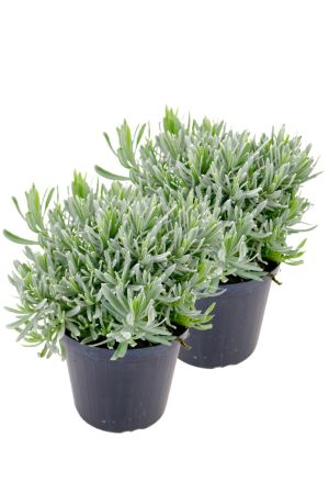 2er Set Italienischer Lavendel 15cm Topf, echter Lavendel Pflanze, Lavendula Angustifolia