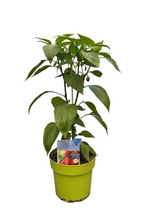 Snack-Paprika - Paprikapflanze im 3l Topf aus der Gärtnerei