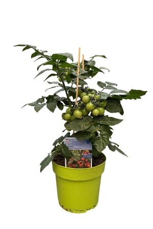 Topftomate - Cocktailtomate im 3l Topf aus der Gärtnerei