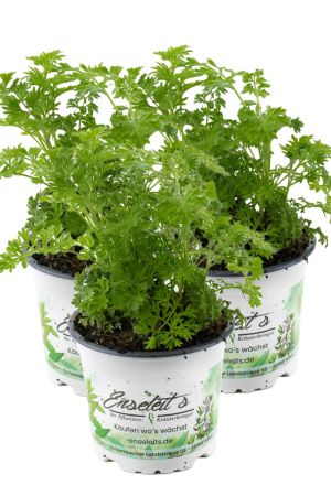 3er Set Wermut Pflanze, Marktfrische Kräuter Pflanze 