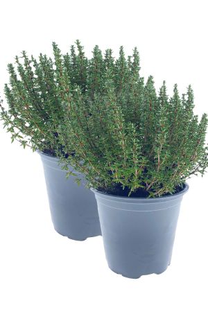 2er Set Italienischer XXL Thymian im 15cm Topf
