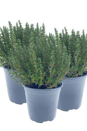3er Set Italienischer XXL Thymian im 15cm Topf