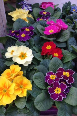 8 bunte Primeln (Kissenprimel, Schlüsselblume), Primula acaulis Pflanze 