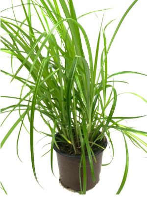 Erdmandel (Pflanze), Cyperus esculentus