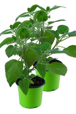2er Set Frucht Salbei Pflanze, frische Kräuter Pflanze, SALVIA DORISIANA