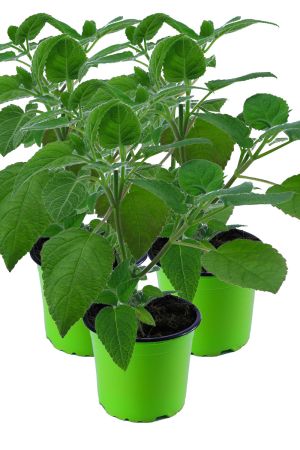 3er Set Frucht Salbei Pflanze, frische Kräuter Pflanze, SALVIA DORISIANA
