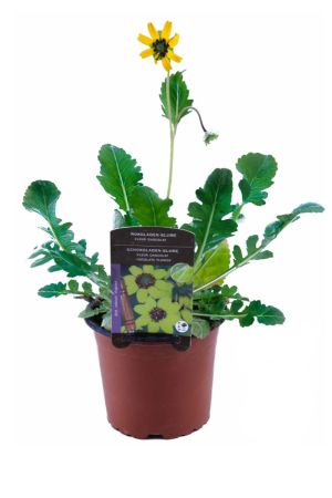 Gelbe Schokoladenblume (Berlandiera Lyriata),Schoko Daisy Schokoladen Blume, Duft Kräuter Pflanze 