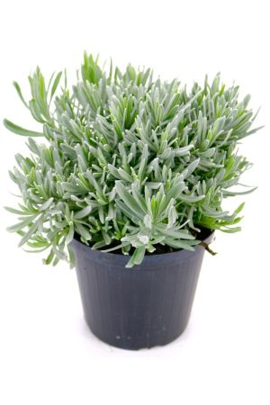 Italienischer Lavendel 15cm Topf, echter Lavendel Pflanze, Lavendula Angustifolia