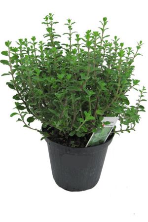 Italienischer Oregano im 15cm Topf - Origanum vulgare, frische Oregano Pflanze