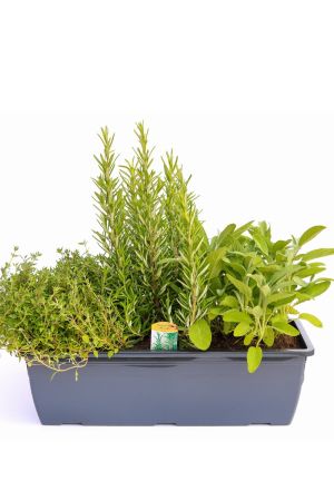 Kräuterkasten "Grillkräuter" 40cm Anthrazitkasten mit je 1er Kräuter Pflanze: Thymian, Salbei & Rosmarin