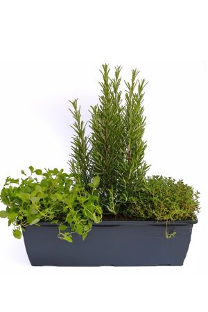 Kräuterkasten für 'Pizza & Grill' 40cm Anthrazitkasten mit je 1er Kräuter Pflanze: Oregano & Thymian & Rosmarin