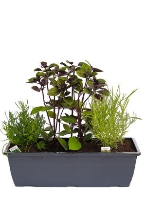 Kräuterkasten für "Salate & Grill" 40cm Anthrazitkasten mit je 1er Kräuter Pflanze: Olivenkraut, Strauchbasilikum & Currykraut