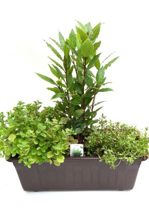 Kräuterkasten Mediterran, (40cm in Grau)  incl.  je 1 Kräuter Pflanze  Lorbeer, Thymian  und Oregano