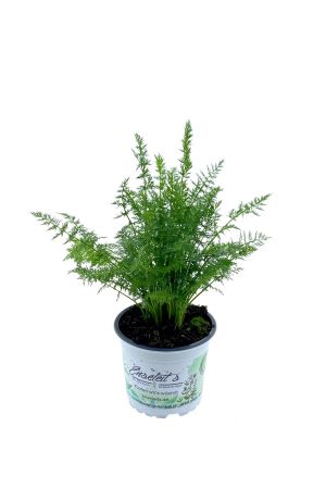 Enseleits Kümmel pflanze