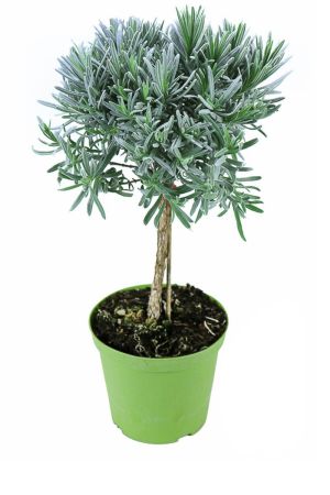 Lavendel Baum, Lavendel Stamm, Stämmchen, Marktfrische Lavendel Pflanze 