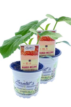 2x Mangomelone im Topf direkt aus der Gärtnerei Enseleit, Mango-Melone im Doppelpack - Cucumis Melo
