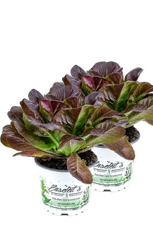 2er Set Pflücksalat rot, Salatpflanze im 12cm Topf, Lactuca sativa var. capitata