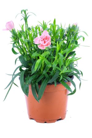 Nelken Pflanze rosa im Topf aus eigener Gärtnerei ! 