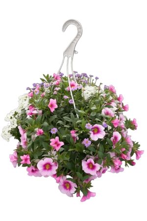 Sommerblumen Ampel Mix Nr.5, Pastell-Pink-Weiß, Verbenen-Gänseblümchen-Zauberglöckchen