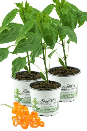3x Spitzpaprika orange 'Coronor Orange F1', Capsicum annuum, frischer Paprika aus der Gärtnerei Enseleit