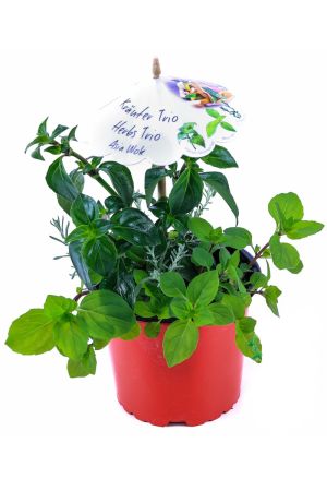 Kräuter Trio Pflanze "Asia Wok", Pilzkraut, Minze & Currykraut mit Kräuter Rezept im Schirmchen! 