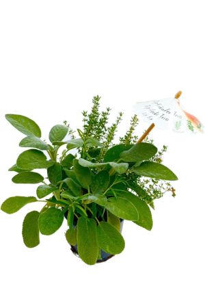 Kräuter Trio "Dip Fix" - Salbei, Rosmarin, Oregano