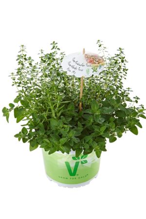 Kräuter Trio Pflanze "Pizza Mix", Rosmarin, Thymian & Oregano mit Kräuter Rezept im Schirmchen! 