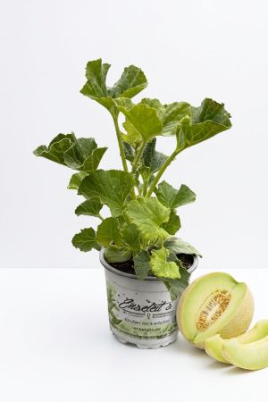 Veredelte Honigmelone Pflanze, Cucumis melo, kräftige Melonen Jungpflanze für Garten, Hochbeet & Gewächshaus, wärmeliebende Sommerpflanze für sonnige Standorte