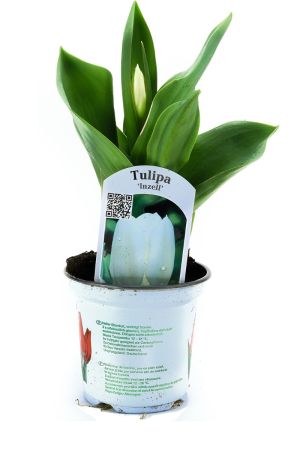 Tulpen Pflanzen, Tulpe weiße Pflanze im Topf  aus eigener Gärtnerei 