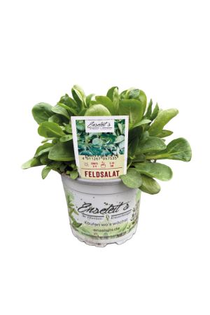Feldsalat