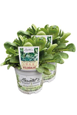 2x Feldsalat