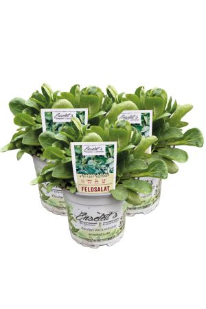 3x Feldsalat