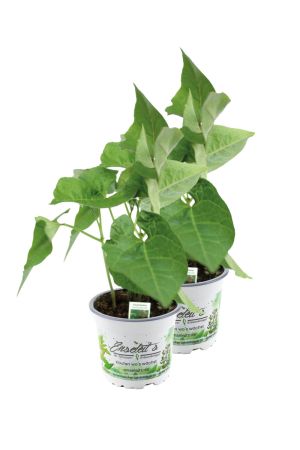 2er Set Feuerbohnen Pflanze im 12cm Topf aus Nachhaltigem Anbau 