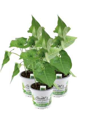 3er Set Feuerbohnen Pflanze im 12cm Topf aus Nachhaltigem Anbau 