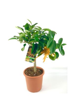 Buddah´s Hand Zitrone ca.70-80cm incl. Topf, Citrus mano di buddha, Zitronenbaum veredelt